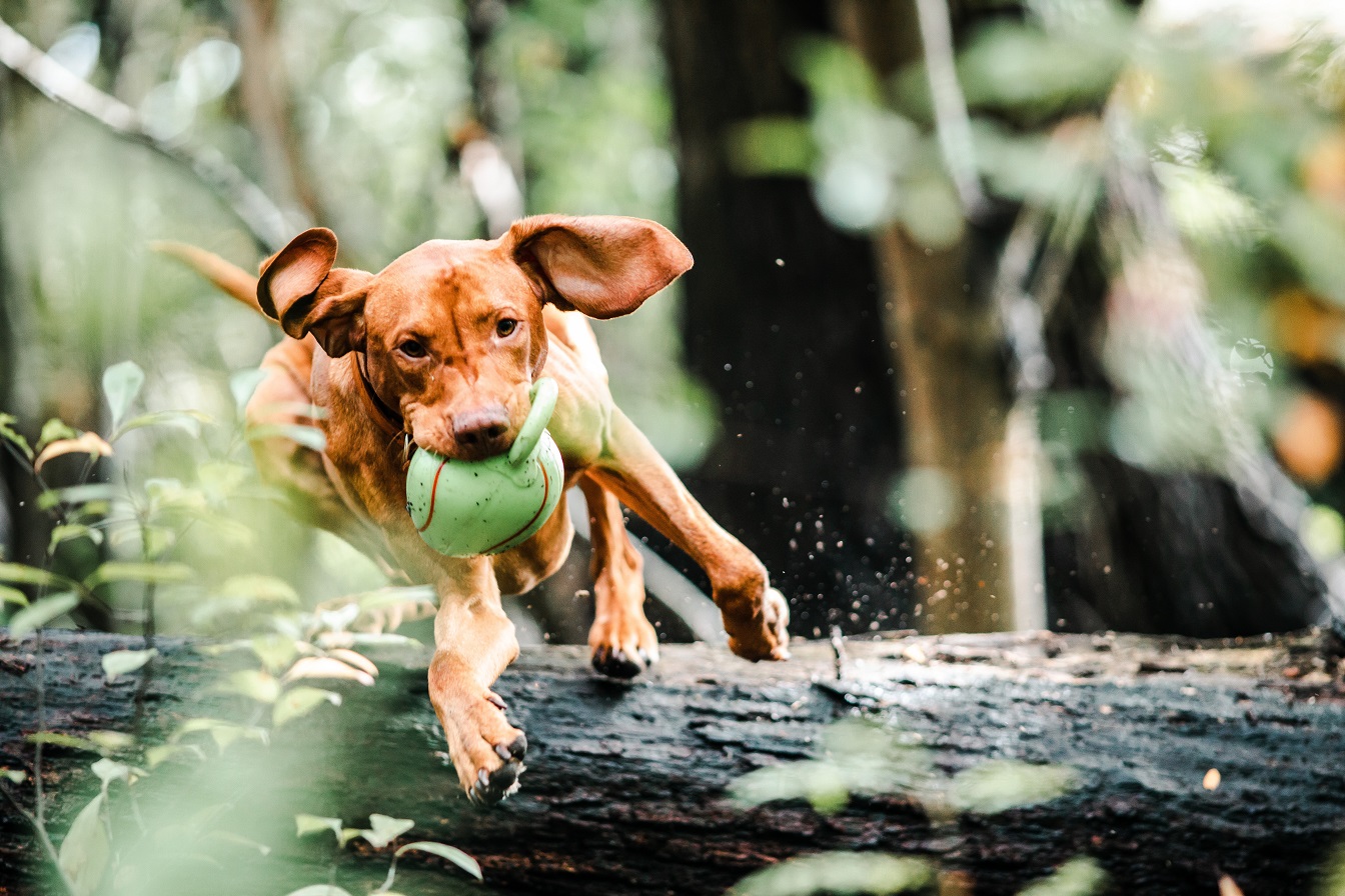 accessoires chien